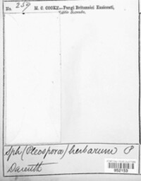 Stemphylium vesicarium image